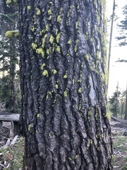 Abies magnifica shastensis