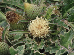 Cirsium quercetorum