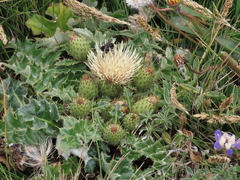 Cirsium quercetorum