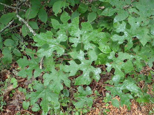 Vitis aestivalis var. aestivalis