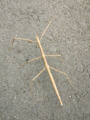Ramulus mikado