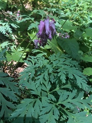 Dicentra eximia