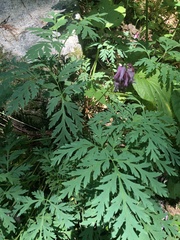 Dicentra eximia
