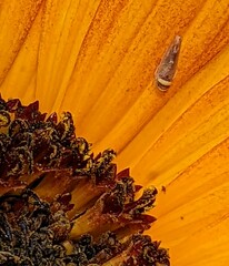 Colladonus montanus reductus