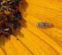 Colladonus montanus reductus