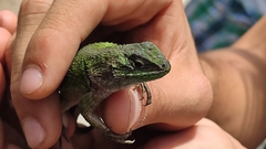 Sceloporus formosus