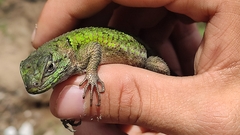 Sceloporus formosus