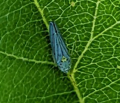 Graphocephala atropunctata
