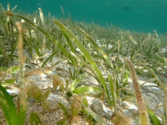 Thalassia