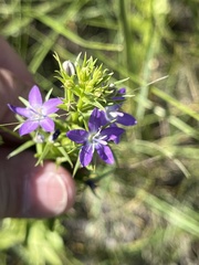 Triodanis leptocarpa