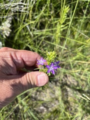 Triodanis leptocarpa