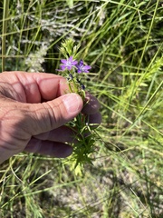 Triodanis leptocarpa