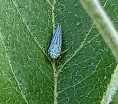 Graphocephala atropunctata