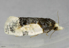 Henricus edwardsiana