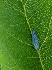 Graphocephala atropunctata