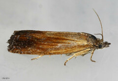 Eucosma umbrastriana