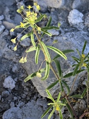 Cleomella parviflora