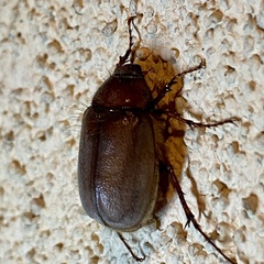 Phyllophaga vetula