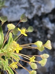 Cleomella parviflora
