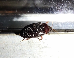 Chelonarium lecontei