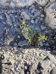 Cleomella parviflora