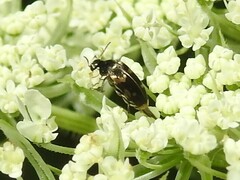 Falsomordellistena pubescens