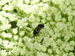 Falsomordellistena pubescens