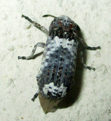 Cylindroides