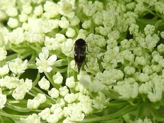 Falsomordellistena pubescens