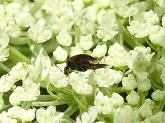 Falsomordellistena pubescens