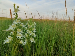Platanthera praeclara