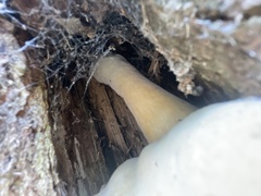 Pleurotus levis