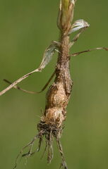 Phleum bertolonii