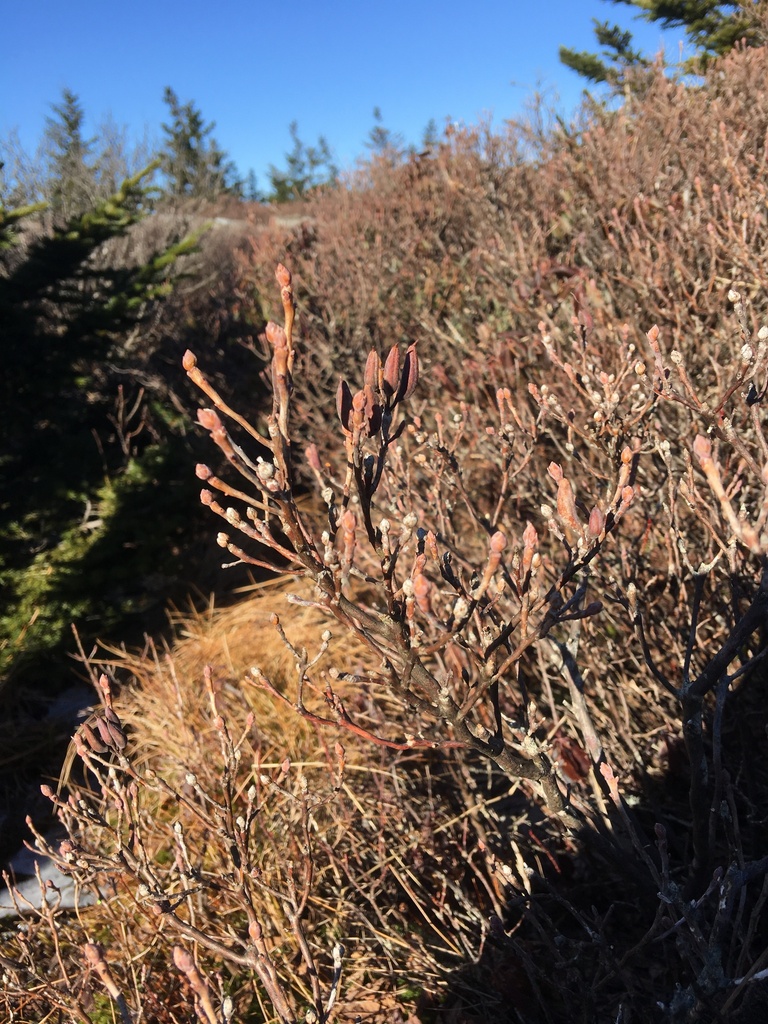 Rhodora from Monadnock State Park, Jaffrey, Cheshire County, NH, USA on ...