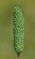 Phleum bertolonii