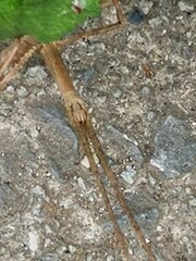 Ramulus mikado