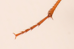 Synuchus impunctatus