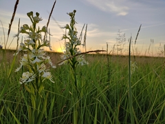 Platanthera praeclara