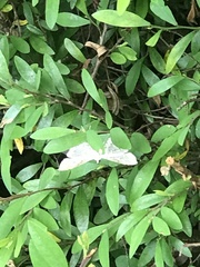 Krananda semihyalina