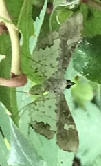 Krananda semihyalina