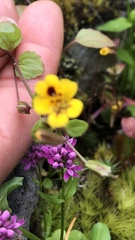 Erythranthe alsinoides