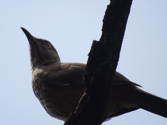 Toxostoma curvirostre