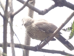 Toxostoma curvirostre