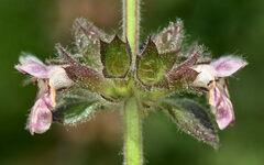 Stachys alpina