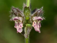 Stachys alpina