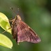 Zestos Skipper - Photo (c) Noah Frade, some rights reserved (CC BY-NC-ND), uploaded by Noah Frade