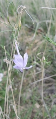 Ipomopsis longiflora