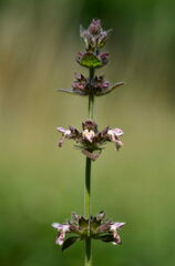 Stachys alpina