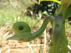 Catasetum tabulare
