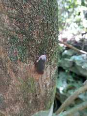 Acraephia perspicillata